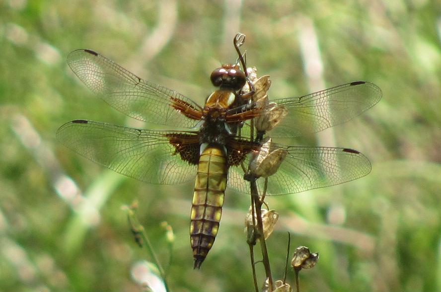 Libellula depressa?